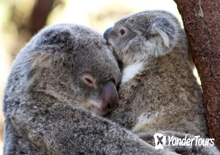 Currumbin Wildlife Sanctuary