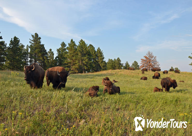 Custer State Park Custer State Park