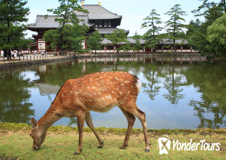 Deer Park (Nara Park) Deer Park (Nara Park)