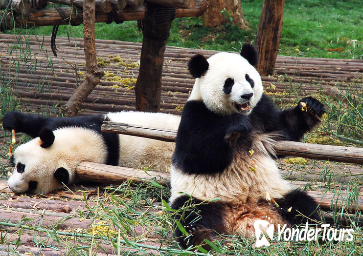 Dujiangyan Panda Base