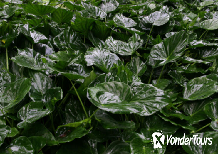 Fern Grotto Fern Grotto