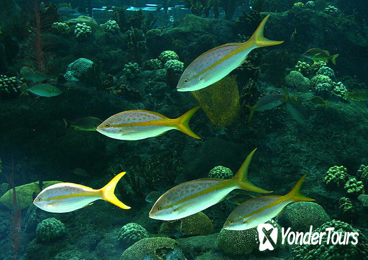 Florida Aquarium Florida Aquarium