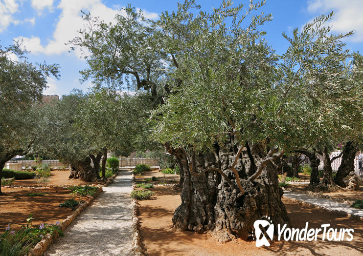 Garden of Gethsemane Garden of Gethsemane