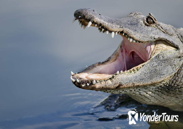 Gatorland Gatorland