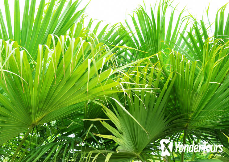 Gizella Kopsick Palm Arboretum Gizella Kopsick Palm Arboretum