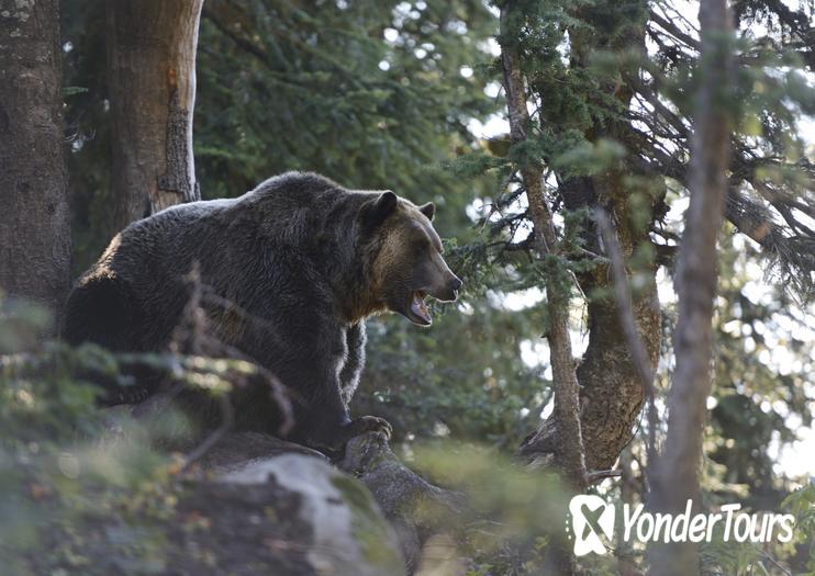 Grouse Mountain Refuge for Endangered Wildlife Grouse Mountain Refuge for Endangered Wildlife