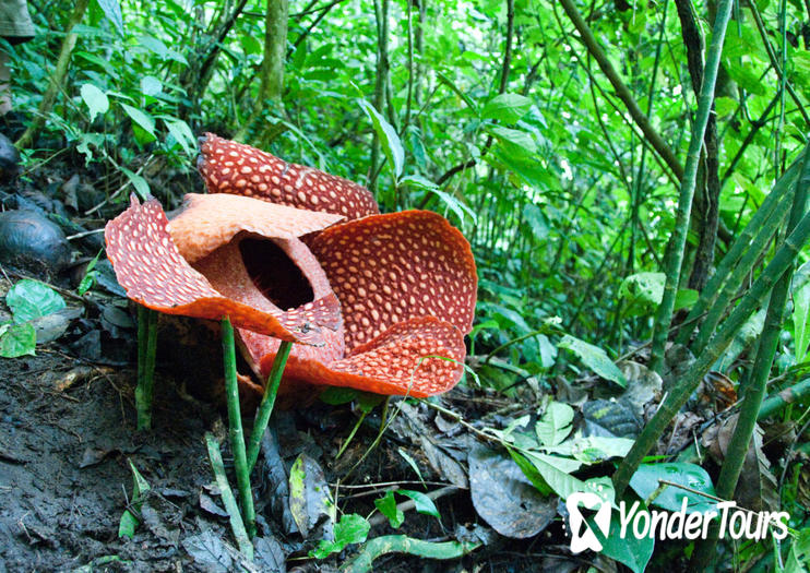 Gunung Gading National Park Gunung Gading National Park