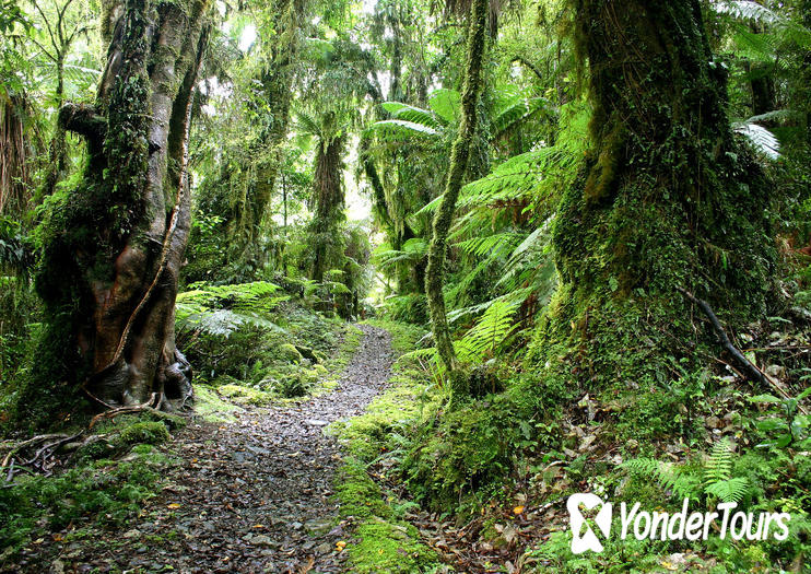 Hollyford Track