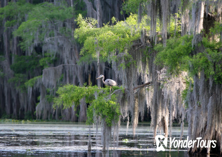 Honey Island Swamp