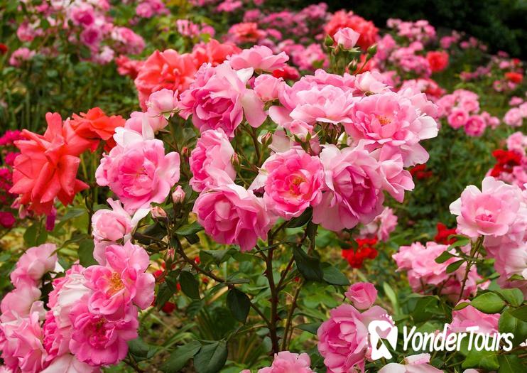 International Rose Test Garden International Rose Test Garden