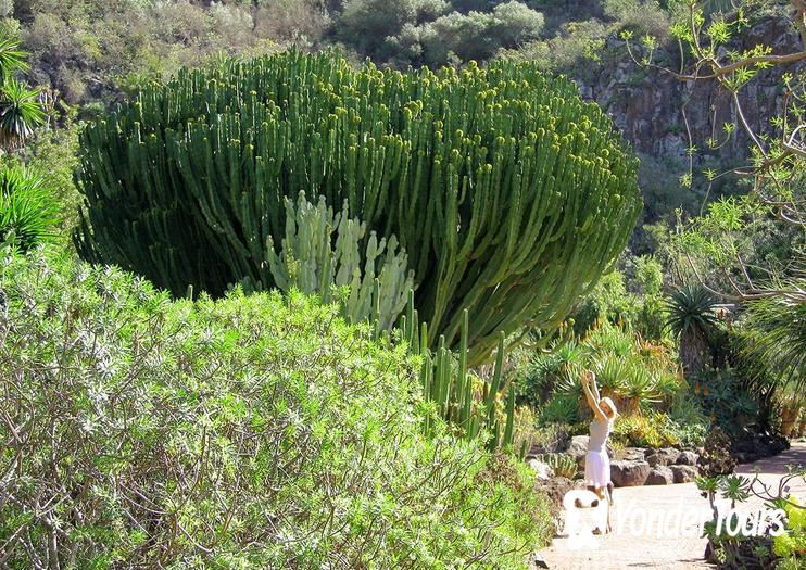 Jardin Botanico Canario Viera y Clavijo