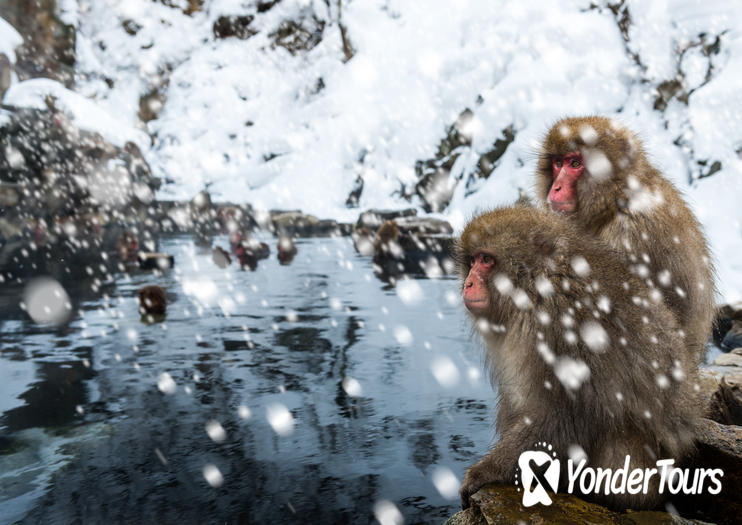 Jigokudani Monkey Park