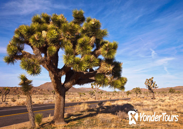Joshua Tree National Park Joshua Tree National Park