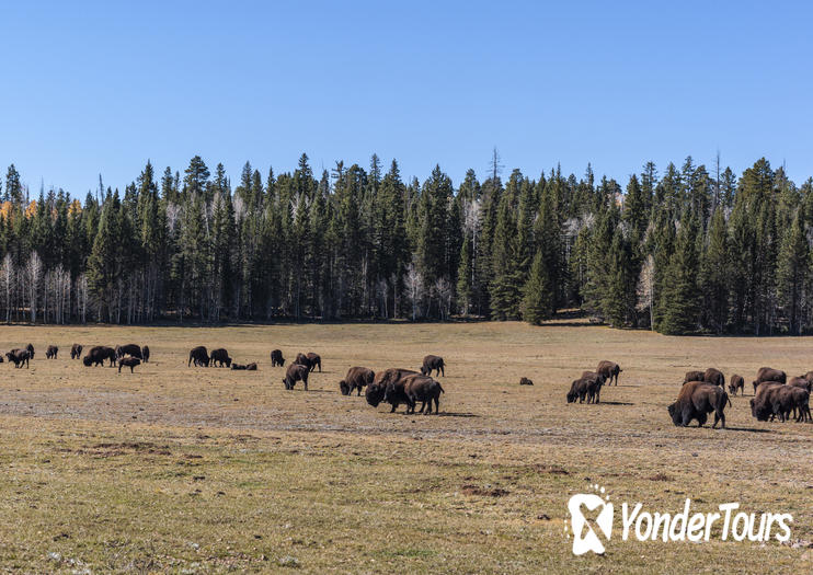 Kaibab National Forest