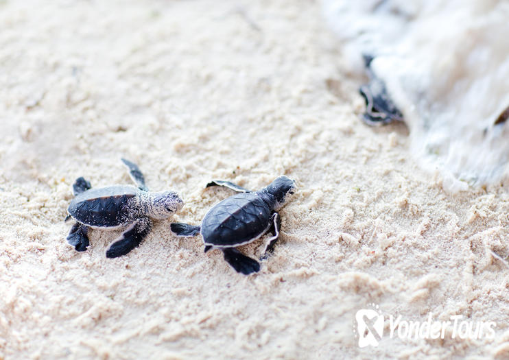 Kosgoda Sea Turtle Conservation Project