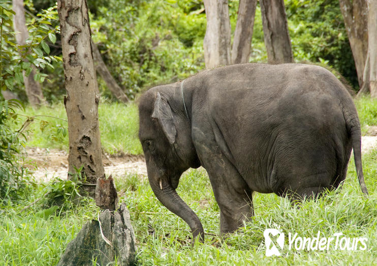 Kuala Gandah Elephant Sanctuary