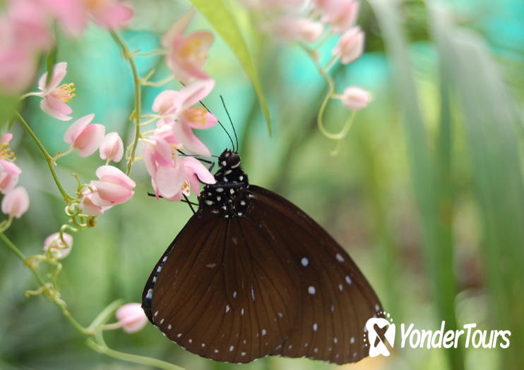 Kuala Lumpur Butterfly Park