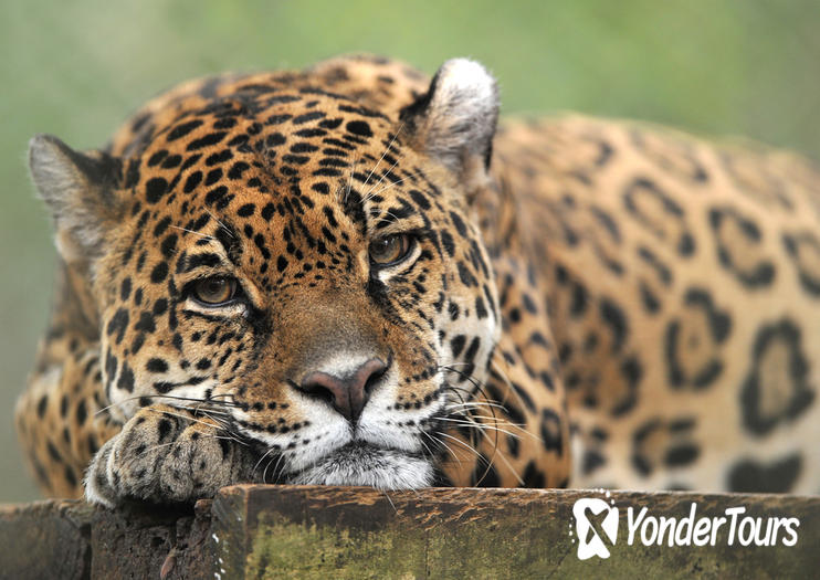 La Aurora Zoo