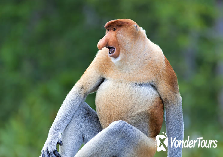 Labuk Bay Proboscis Monkey Sanctuary