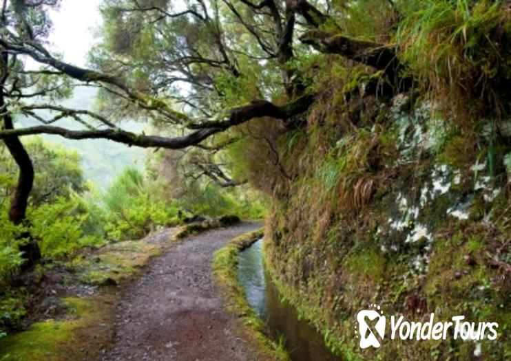 Laurisilva Rainforests of Madeira