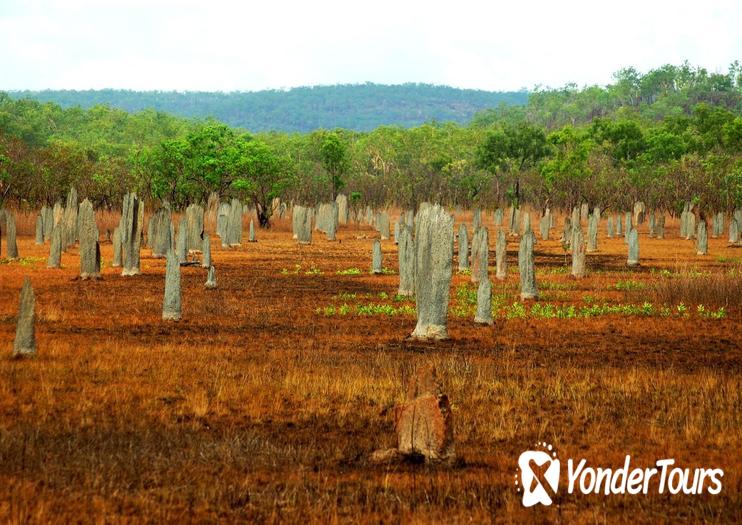 Magnetic Termite Mounds