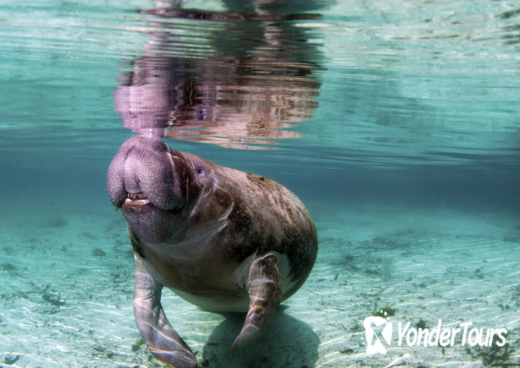 Manatee Rescue Center