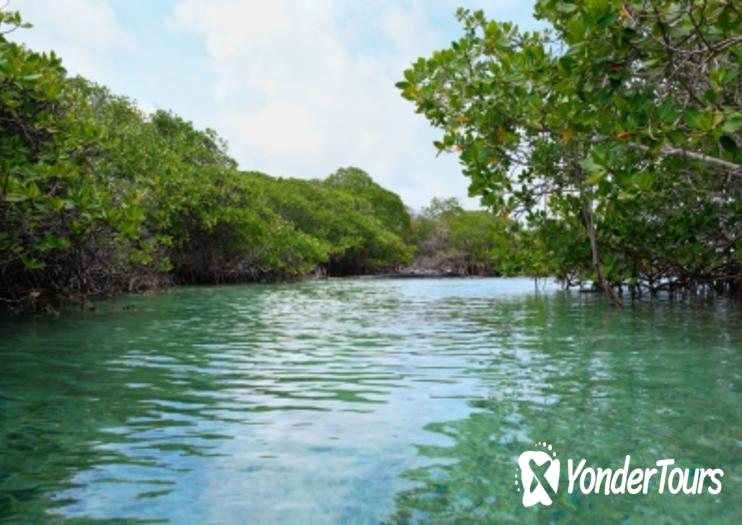 Mangrove Lagoon