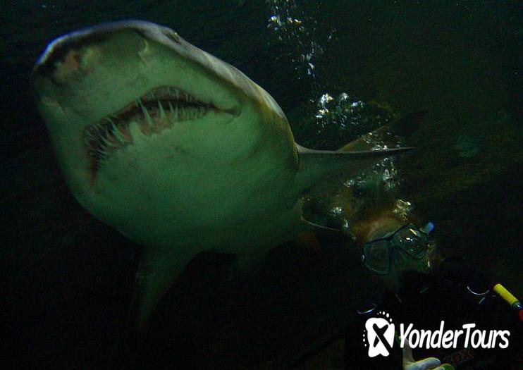 Manly SEA LIFE Sanctuary Manly SEA LIFE Sanctuary
