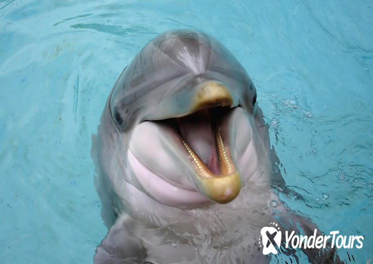 Marineland of Florida Marineland of Florida