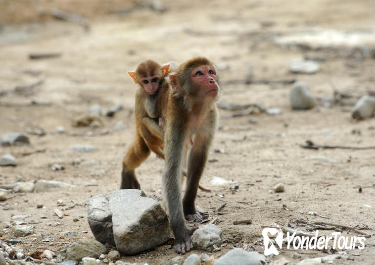 Monkey Island Monkey Island