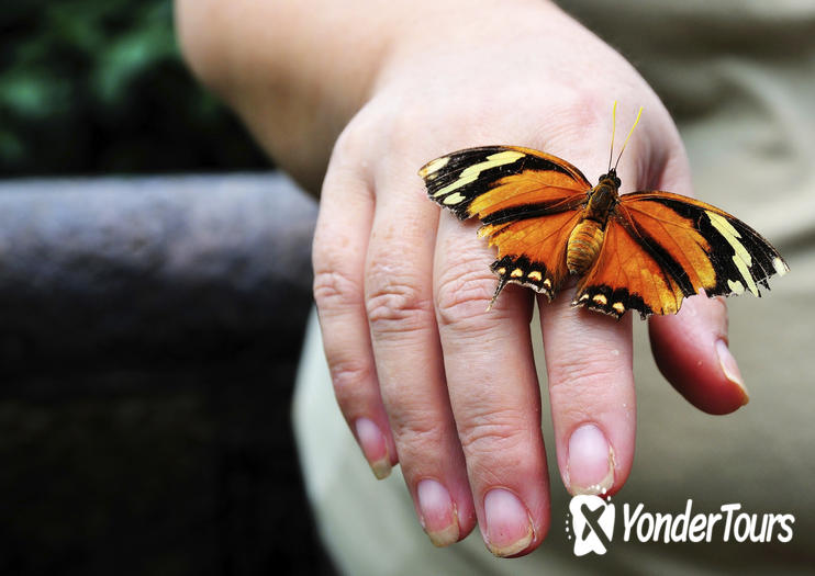 Monteverde Butterfly Gardens