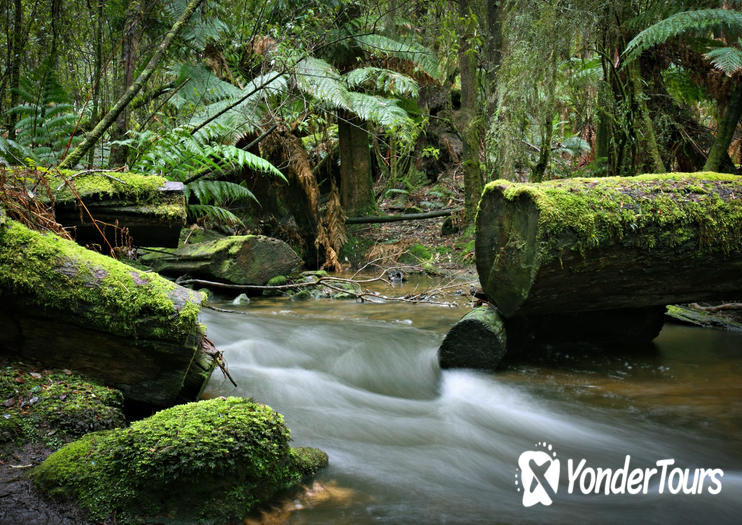 Mount Field National Park