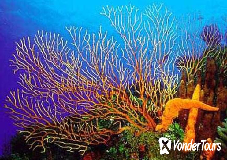 Palancar Reef Palancar Reef