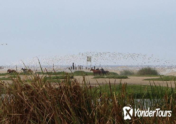 Pantanos de Villa Wildlife Refuge 