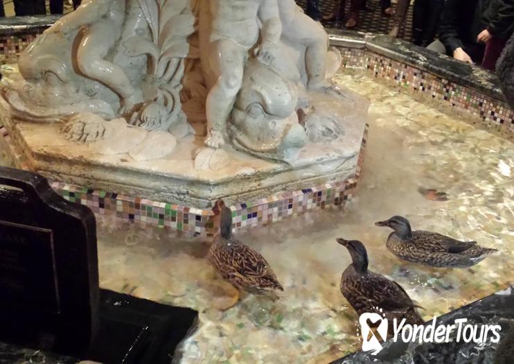 Peabody Hotel Ducks