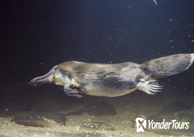 Platypus House Platypus House