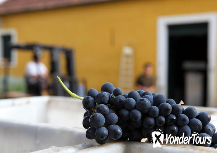 Quinta Do Gradil Quinta Do Gradil