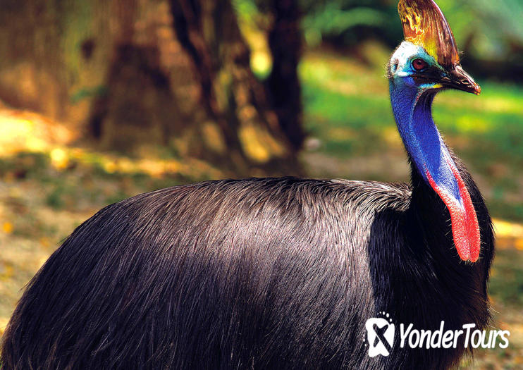 Rainforest Habitat Wildlife Sanctuary Rainforest Habitat Wildlife Sanctuary