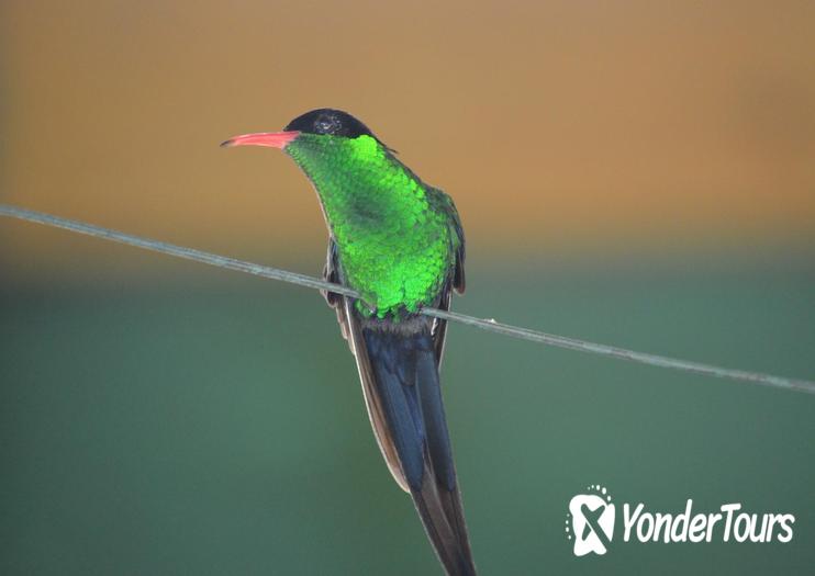 Rocklands Bird Sanctuary 