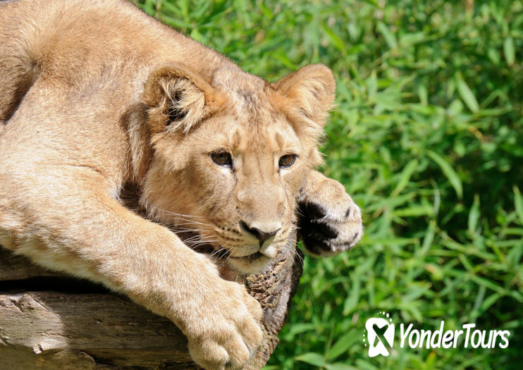 Rotterdam Zoo (Diergaarde Blijdorp)