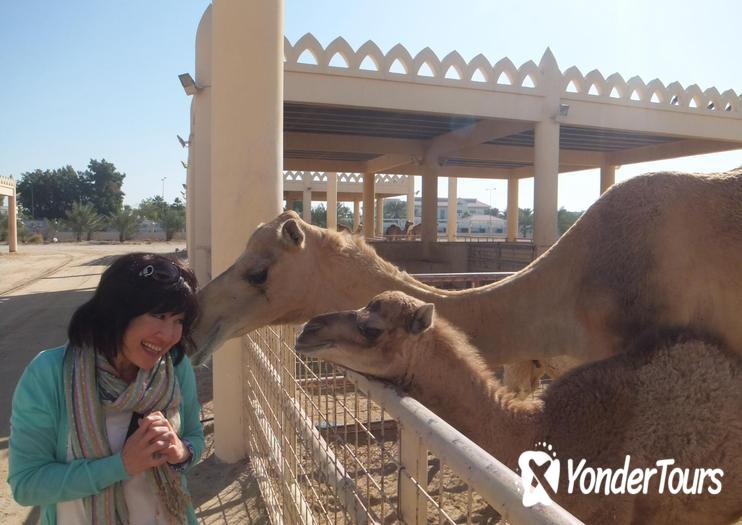 Royal Camel Farm