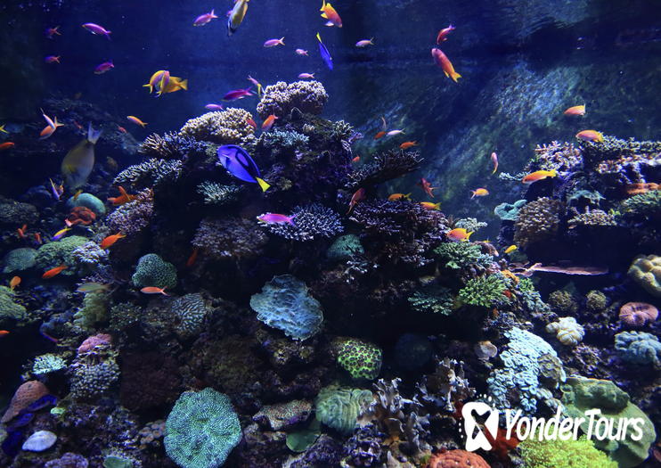 S.E.A. Aquarium S.E.A. Aquarium