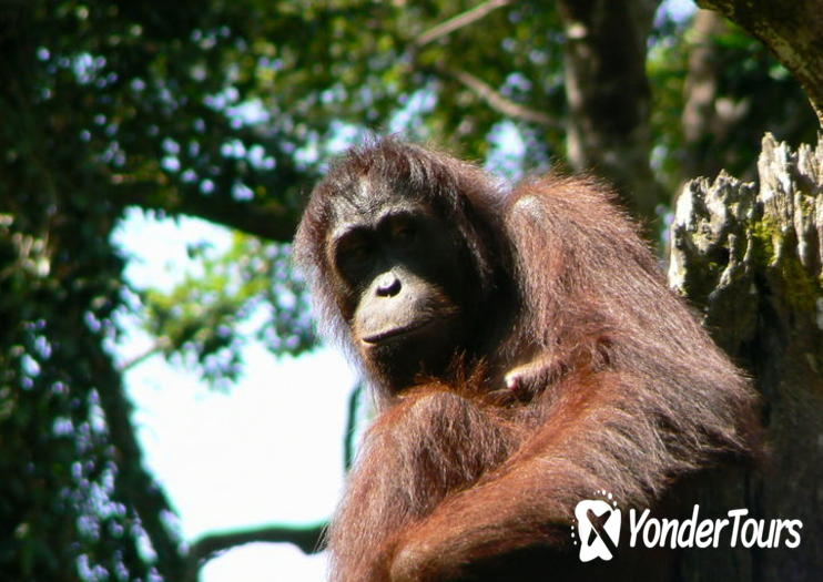 Sandakan Sepilok Orangutan Rehabilitation Centre