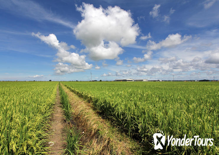 Sekinchan Paddy Fields