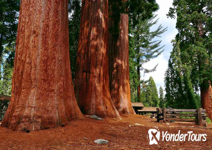 Sequoia National Park