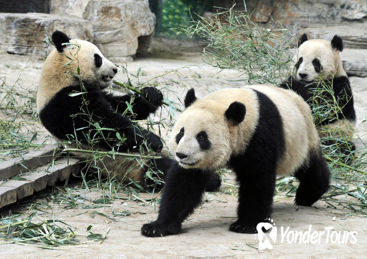 Shanghai Zoo (Shanghai Dongwu Yuan)