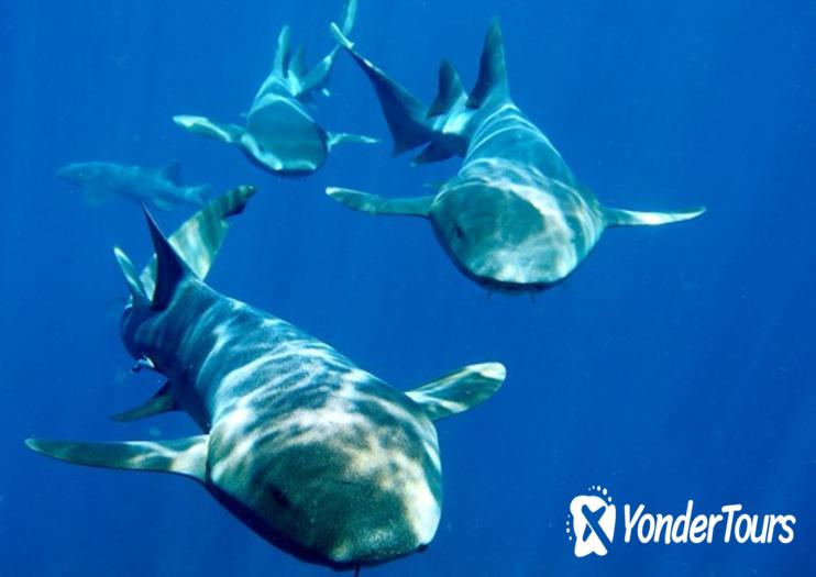 Shark Ray Alley Shark Ray Alley
