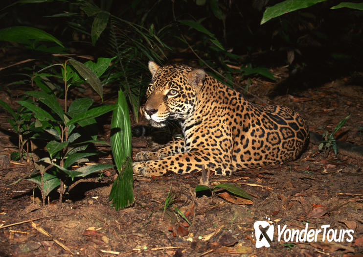 Singapore Night Safari