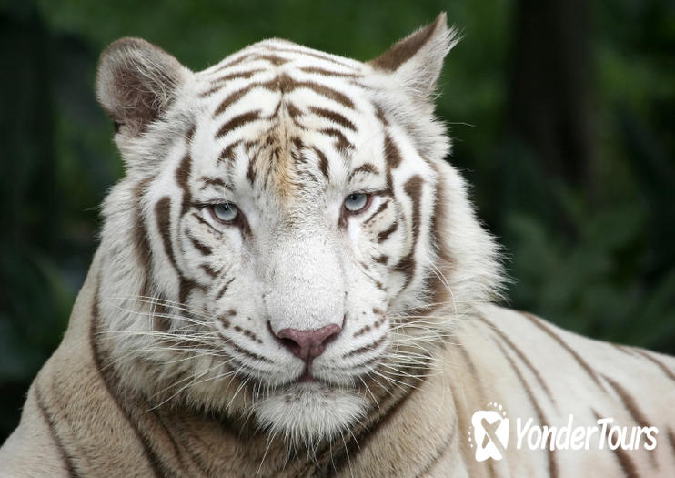 Singapore Zoo