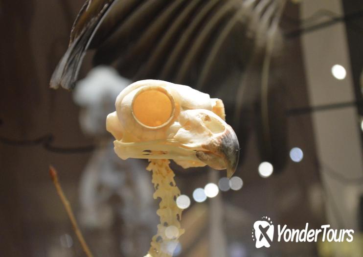 SKELETONS: Animals Unveiled